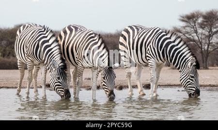 Ein Trio aus Zebra (Equus quagga), das an einem Wasserloch in der Kalahari-Wüste, Botswana, Afrika, trinkt Stockfoto