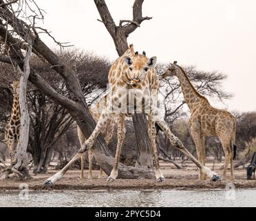 Eine Gruppe Giraffen (Giraffa camelopardalis), die in einem Wasserloch, der Kalahari-Wüste, Botswana, Afrika, trinken Stockfoto