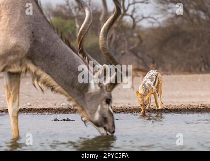 Eine männliche Kudu-Antilope (Tragelaphus strepsiceros) und ein Schakal mit schwarzem Rücken (Lupulella mesomelas), die in Waterhole, Kalahari Desert, Botsuana, Afrika, trinken Stockfoto