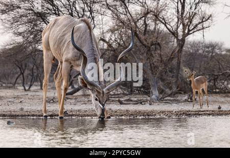 Eine männliche Kudu-Antilope (Tragelaphus strepsiceros), die an einem Wasserloch in der Kalahari-Wüste, Botsuana, Afrika, trinkt Stockfoto