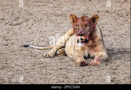 Eine junge Löwin (Panthera leo), die sich mit Blut im Gesicht ausruht, nachdem sie sich von einem Mord ernährt hat, Kalahari Wüste, Botsuana, Afrika Stockfoto