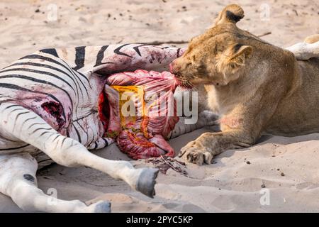 Eine junge Löwin, die ein Zebra frisst und seine Eingeweide herauszieht, Kalahari Wüste, Botswana, Afrika Stockfoto