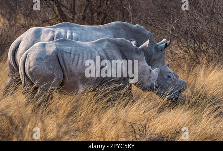 Eine weibliche und jugendliche weiße Rihnoceros (Ceratotherium simum, Botsuana, Afrika Stockfoto