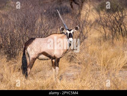 Eine Einhornoryx (Oryx gazella) oder Gemsbok Antilope, Kalahari Wüste, Botsuana, Afrika Stockfoto