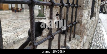 Sarajewo, Bosnien und Herzegowina, 8. März 2020, Katzen in Sarajewo. Zwei schwarz-weiße Katzen hinter einem Metallgitter in der Galeba-Moschee. Marmorzaun mit Gitter Stockfoto