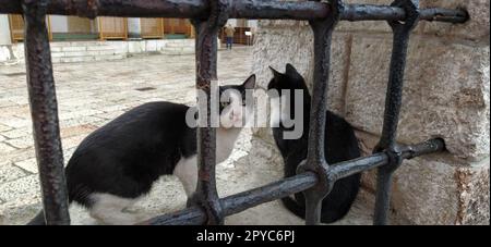 Sarajewo, Bosnien und Herzegowina, 8. März 2020, Katzen in Sarajewo. Zwei schwarz-weiße Katzen hinter einem Metallgitter in der Galeba-Moschee. Marmorzaun mit Gitter Stockfoto