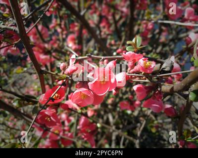 Wunderschöne rosa und rote Henomeles-Blumen. Sträucher ohne Blätter blühen im Frühling. Zarte Blütenblätter und gelbe Stäbchen und Pistillen mit Nektar. Grußkarte oder Blumenstrauß. Dunkle Vignettierung Stockfoto