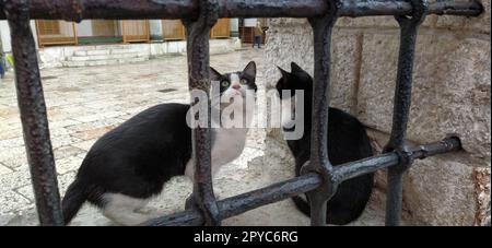 Sarajewo, Bosnien und Herzegowina, 8. März 2020, Katzen in Sarajewo. Zwei schwarz-weiße Katzen hinter einem Metallgitter in der Galeba-Moschee. Marmorzaun mit Gitter. Stockfoto