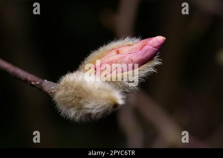 Nahaufnahme der rosa Magnolie, die sich von der haarigen Knospe öffnet Stockfoto