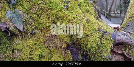 Moos auf dem Kofferraum. Moose und Flechten auf einem Baum. Makro. Stockfoto