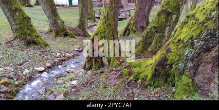 Baumstämme mit Moos. Bach oder Flussmündung. Bosnien und Herzegowina, Miljacka-Fluss. Frühlingswald auf dem Balkan. Grünes Moos auf Holz Stockfoto