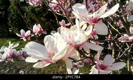 Wunderschöne blühende weiße Blumen und Magnolienknospen auf Ästen ohne Blätter. Rosa Pistillen und Stäbchen. Hochzeitseinladung oder Grußkarte. März 8. Anfang des Frühlings. Zarte weiße Blütenblätter Stockfoto