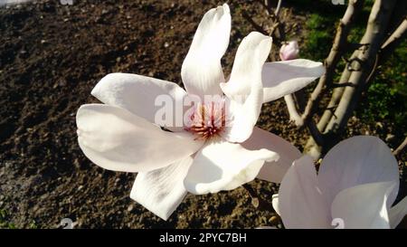 Wunderschöne blühende weiße Blumen und Magnolienknospen auf Ästen ohne Blätter. Rosa Pistillen und Stäbchen. Hochzeitseinladung oder Grußkarte. März 8. Anfang des Frühlings. Zarte weiße Blütenblätter Stockfoto