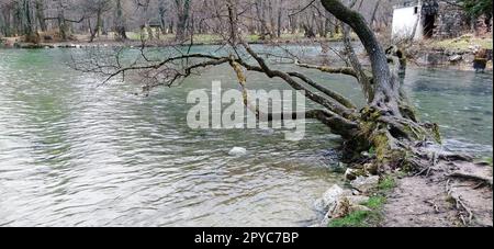 Nationales Naturdenkmal Quelle Bosniens im Kanton Sarajevo. Anfang des Milatsky-Flusses. Kalte Bergbäche vereinen sich in einen Fluss. An der Küste wachsen alte Bäume mit Moos auf den Stämmen. Stockfoto