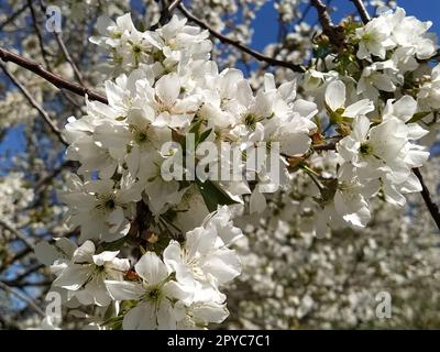 Zarte Blütenblätter von Apfelbaum. Apfelbäume in üppigen blühenden weißen Blumen. Pistille und Stäbchen sind bemerkbar. Frühling im Obstgarten. Der Beginn der landwirtschaftlichen Arbeit Stockfoto