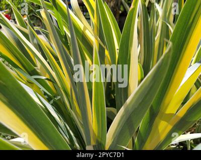 Nahaufnahme von gelb-grün gestreiften Blättern. Iris im Garten. Zur Gattung der mehrjährigen Rhizompflanzen der Iris-Familie. Gelb-grüne, lange gestreifte Blätter. Blumenhintergrund. Gartenarbeit. Stockfoto