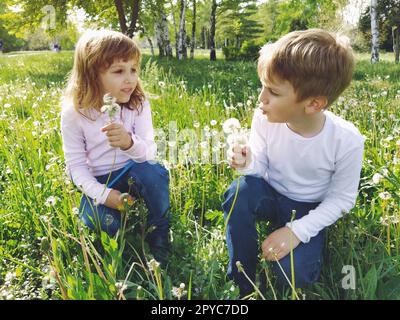 Junge und Mädchen auf dem Rasen. Süße Kinder pflücken Wiesenblumen und blasen auf Löwenkerne Stockfoto