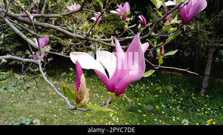 Wunderschöne blühende weiße Blumen und Magnolienknospen auf Ästen ohne Blätter. Rosa Pistillen und Stäbchen Stockfoto