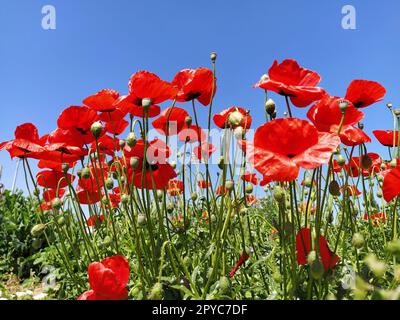 Wunderschöner roter Mohn und blauer Himmel. Foto an der Seite. Wilder Mohn auf dem Feld, Panoramaaufnahme Stockfoto