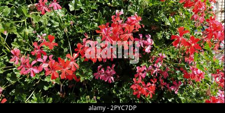 Pelargonium geranium peltatum. Blühende Efeu-Geranien in einem Stadtpark in Rot, Pink und Magenta. Vertikale Landschaftsgestaltung eines Gartens, Innenhofs oder einer Straße. Banner. Stockfoto