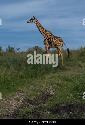 Giraffen im Tsavo East und im Tsavo West Nationalpark Kenia Stockfoto