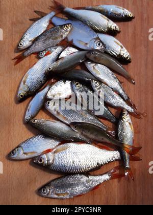 Kakerlakenfisch und Ziege auf dem Tisch, Nahaufnahme Stockfoto