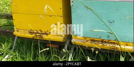 Nesselsucht mit Bienen. Bienenzucht. Die Nesselsucht steht in der Natur und ist gelb, grün und blau gestrichen. Pflanzen sind Honigpflanzen. Bienenstock in Serbien. Bienen sammeln Blütennektar und verwandeln ihn in Honig Stockfoto