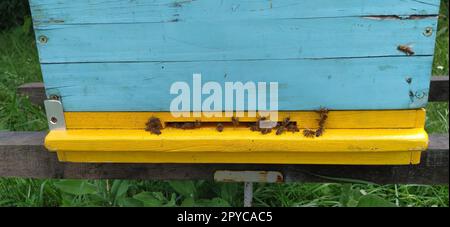 Nesselsucht mit Bienen. Bienenzucht. Die Nesselsucht steht in der Natur und ist gelb, grün und blau gestrichen. Pflanzen sind Honigpflanzen. Bienenstock in Serbien. Bienen sammeln Blütennektar und verwandeln ihn in Honig Stockfoto