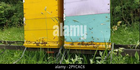 Nesselsucht mit Bienen. Bienenzucht. Die Nesselsucht steht in der Natur und ist gelb, grün und blau gestrichen. Pflanzen sind Honigpflanzen. Bienenstock in Serbien. Bienen sammeln Blütennektar und verwandeln ihn in Honig Stockfoto