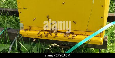 Nesselsucht mit Bienen. Bienenzucht. Die Nesselsucht steht in der Natur und ist gelb, grün und blau gestrichen. Pflanzen sind Honigpflanzen. Bienenstock in Serbien. Bienen sammeln Blütennektar und verwandeln ihn in Honig Stockfoto