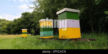 Nesselsucht mit Bienen. Bienenzucht. Die Nesselsucht steht in der Natur und ist gelb, grün und blau gestrichen. Pflanzen sind Honigpflanzen. Bienenstock in Serbien. Bienen sammeln Blütennektar und verwandeln ihn in Honig Stockfoto
