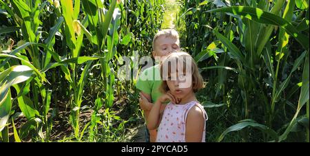 Kinder im Mais. Ein Junge und ein Mädchen im Alter von 6 und 7 Jahren gehen auf dem Weg zwischen großen Maispflanzen. Auf dem Feld spielen. Ich sehe in die Kamera. Sommerzeit. Kinder mit blonden Haaren. Stockfoto