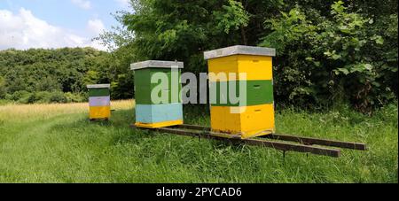 Nesselsucht mit Bienen. Bienenzucht. Die Nesselsucht steht in der Natur und ist gelb, grün und blau gestrichen. Pflanzen sind Honigpflanzen. Bienenstock in Serbien. Bienen sammeln Blütennektar und verwandeln ihn in Honig Stockfoto