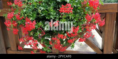 Ivy-rote Geranien auf Ethno-Zaun. Pelargonium peltatum ist eine Art von Pelargonium, die unter den gebräuchlichen Bezeichnungen Ivy-leaf Geranium und Cascading Geranium bekannt ist. Es ist in Afrika heimisch. Stockfoto