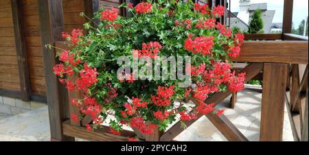 Wunderschöne blühende rote Efeu Geranien Pelargoniums auf einer Terrasse oder einem Balkon. Holzzaun oder Geländer auf der Terrasse aus dunklem Holz Stockfoto