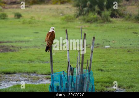 Brahminydrachen oder Seeadler mit roter Rückenlehne, der während der Abenddämmerung auf einem Ast sitzt und Beute stalkt. Diese mittelgroßen Raptorvögel fressen hauptsächlich Fische Stockfoto