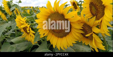 Feld der blühenden Sonnenblumen. Schöne gelbe, große Blumen mit dunkler Mitte. Landwirtschaftskonzept. Große grüne Blätter mit gelben Pollen, die darauf gefallen sind. Stockfoto