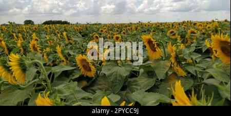 Feld der blühenden Sonnenblumen. Schöne gelbe, große Blumen mit dunkler Mitte. Landwirtschaftskonzept. Große grüne Blätter mit gelben Pollen, die darauf gefallen sind. Stockfoto