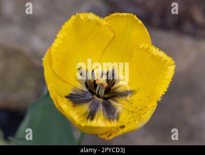 Gelbe Tulpenblume blüht in einem Garten Stockfoto