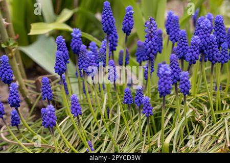 Traubenhyazinthe Muscari Armeniacum Blüte Im Frühjahr. Stockfoto