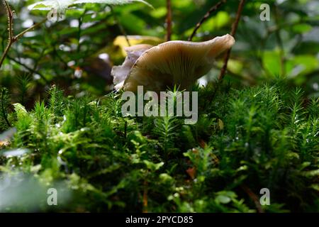 Pilze im Osterreichischen Wald Stockfoto