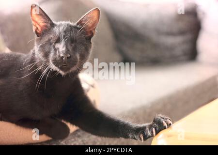 Blinde Katze, die sich auf dem Sofa entspannt. Stockfoto