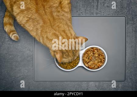 Ingwerkatze isst Trockenfutter neben einer Fütterschüssel mit nassem Essen, direkt von oben gesehen. Stockfoto