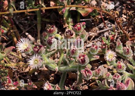 Eiskraut Mesembryanthemum crystallinum Stockfoto