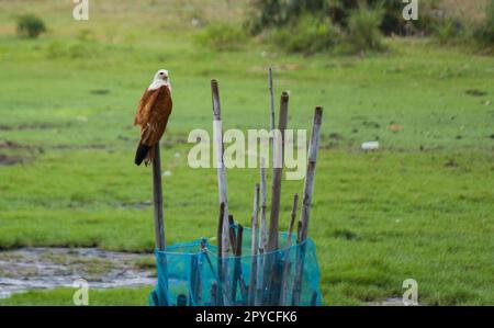 Brahminydrachen oder Seeadler mit roter Rückenlehne, der während der Abenddämmerung auf einem Ast sitzt und Beute stalkt. Diese mittelgroßen Raptorvögel fressen hauptsächlich Fische Stockfoto