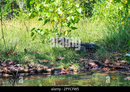 Großer asiatischer Wassermonitor am Ufer der Rekawa-Lagune Stockfoto