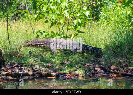 Großer asiatischer Wassermonitor am Ufer der Rekawa-Lagune Stockfoto