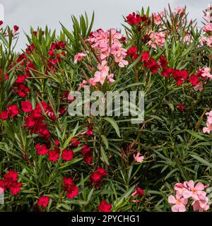 Wunderschöne kleine Oleander-Blumen. Stockfoto