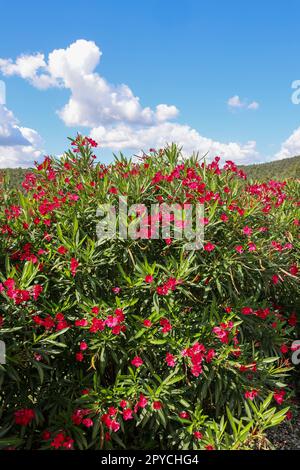 Wunderschöne kleine Oleander-Blumen. Stockfoto