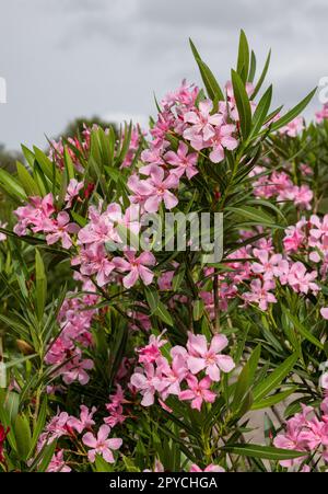 Wunderschöne kleine Oleander-Blumen. Stockfoto